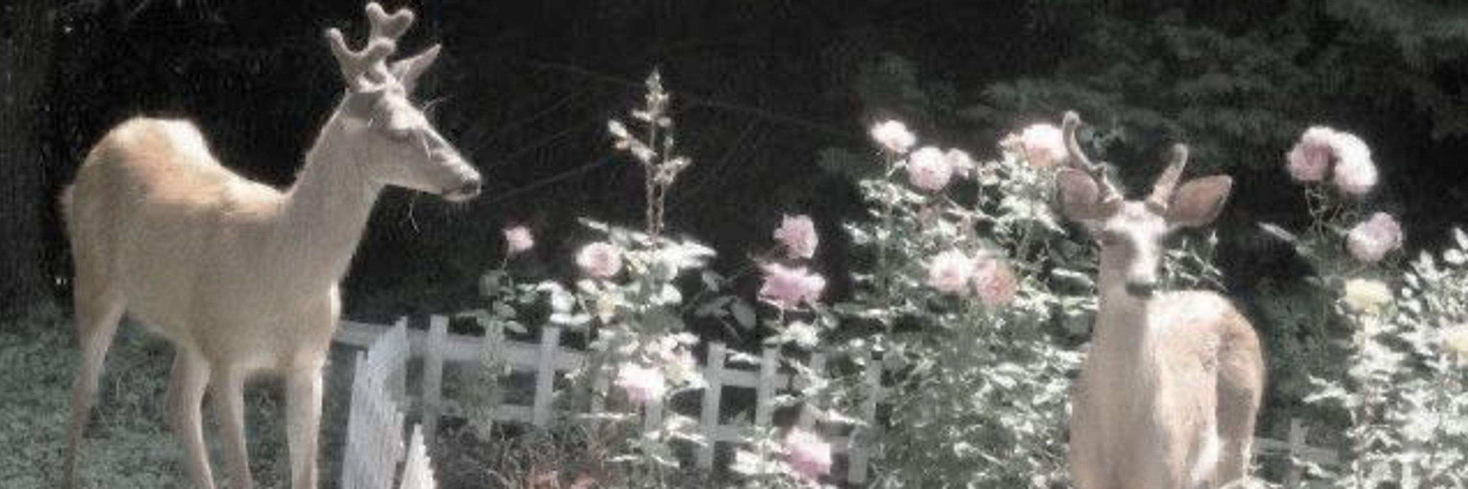 きつつき