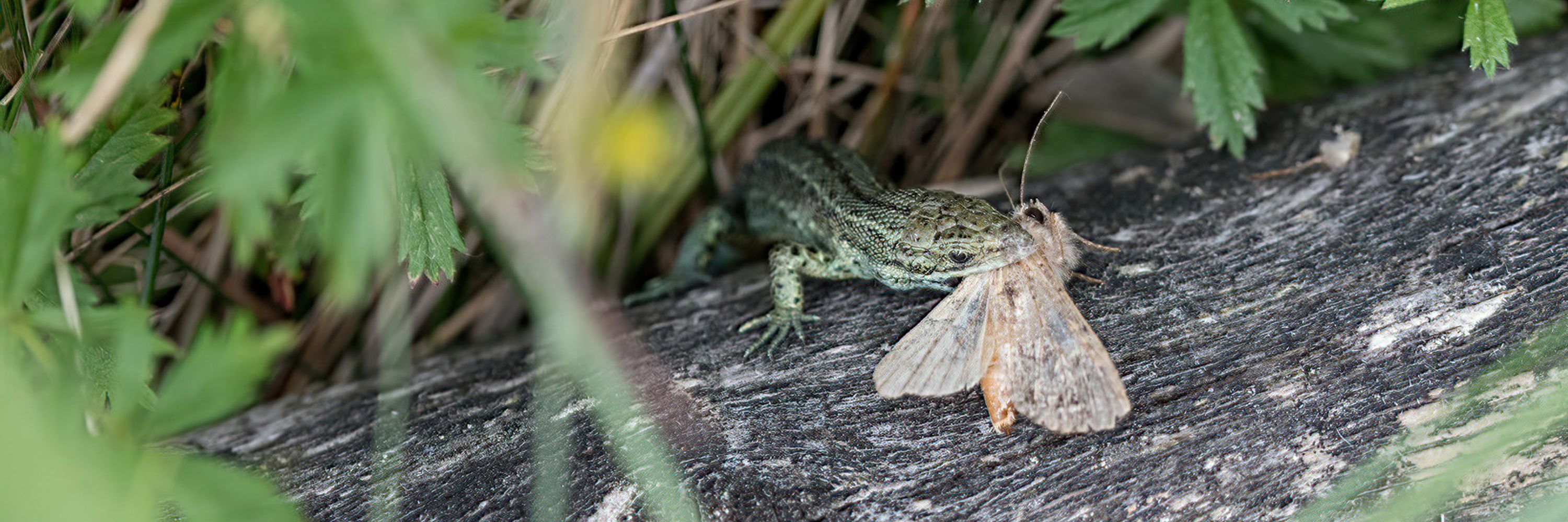 Philip🦎EcotrakNI