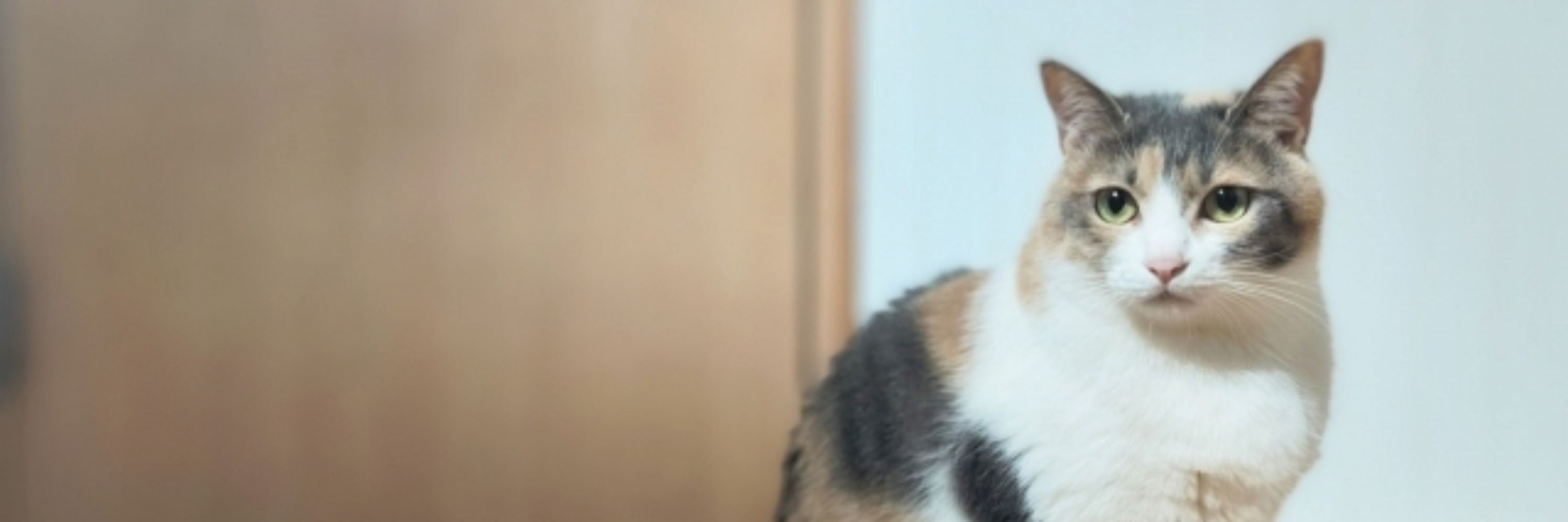 けいと🐈‍⬛
