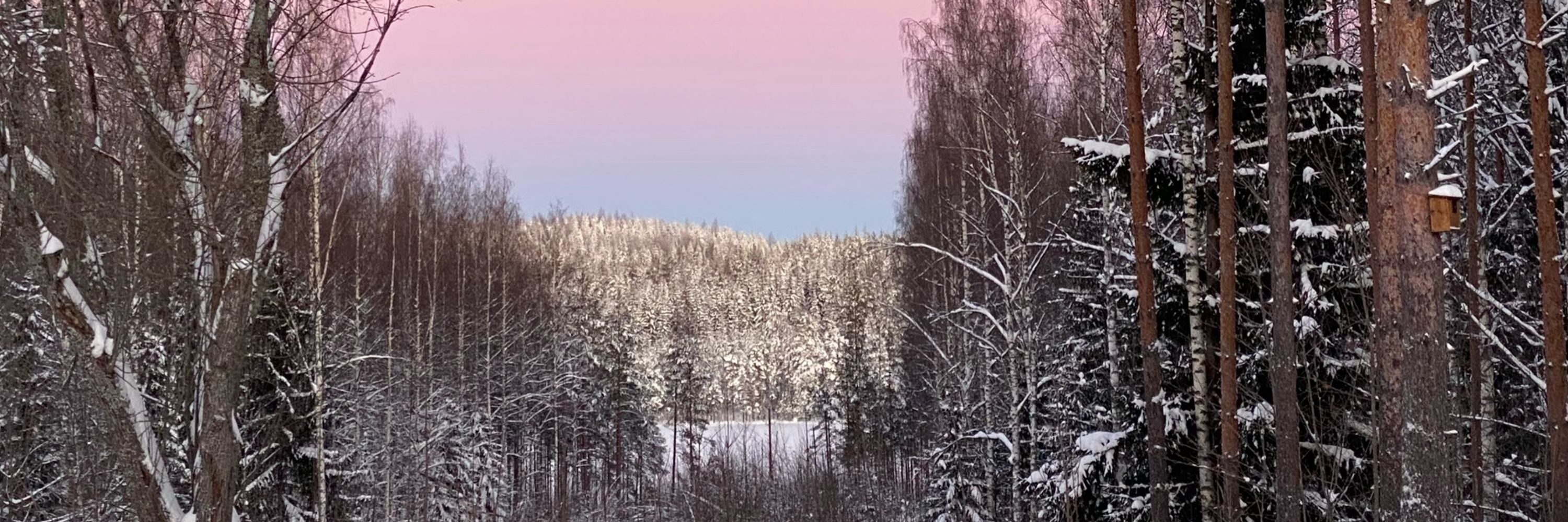 Sari Haukkovaara