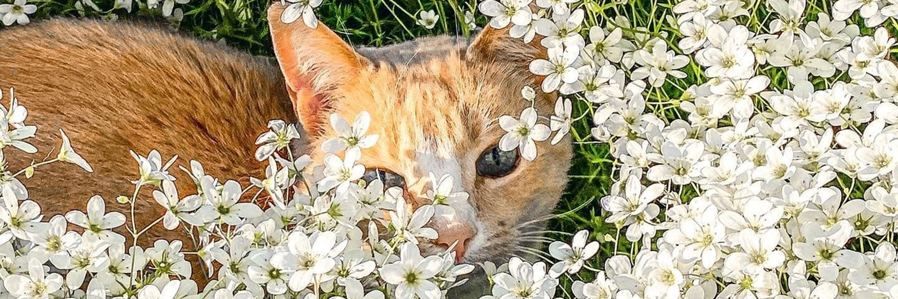 сырок-полумесяц 🐈‍⬛