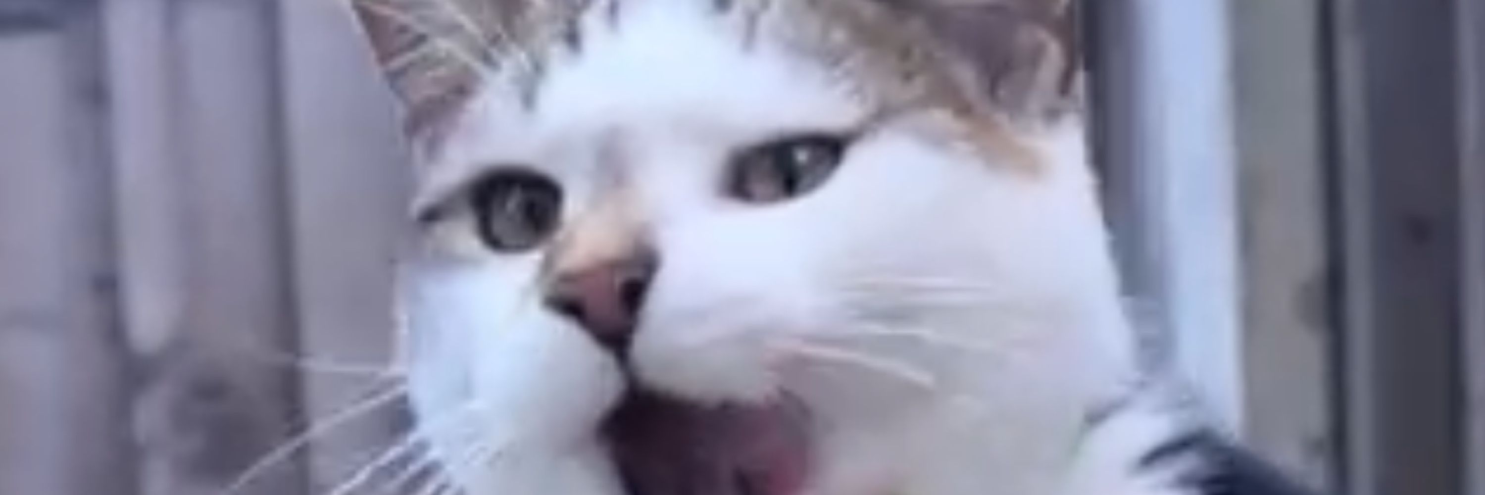 kiki