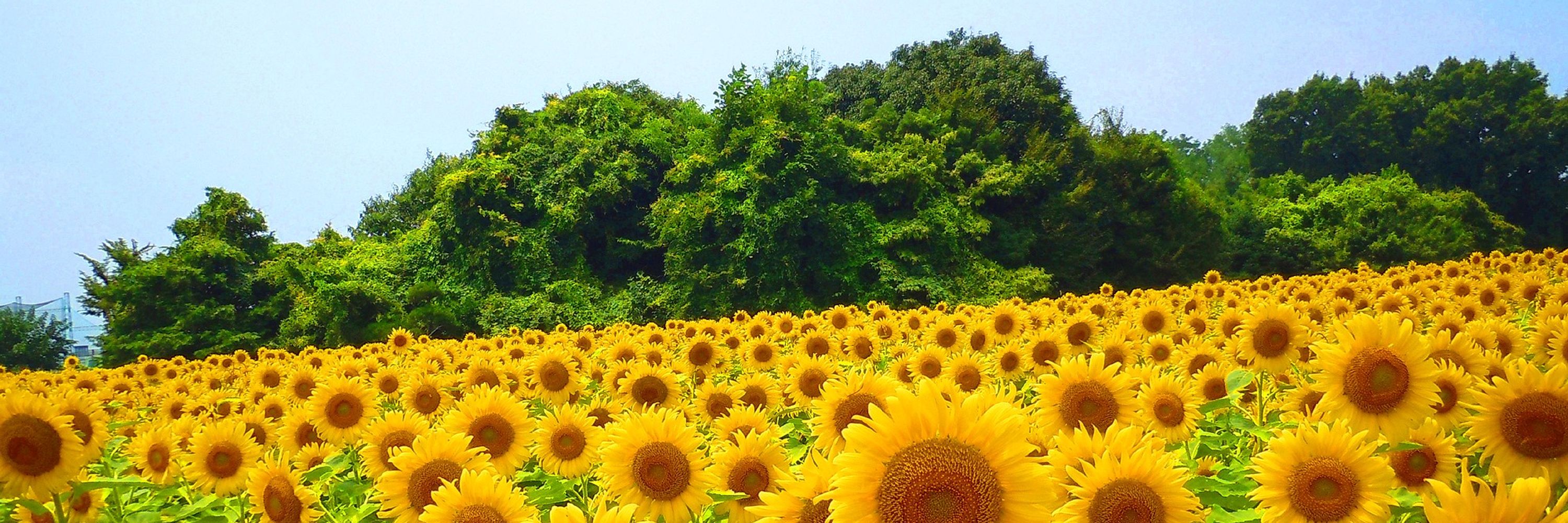 夏村