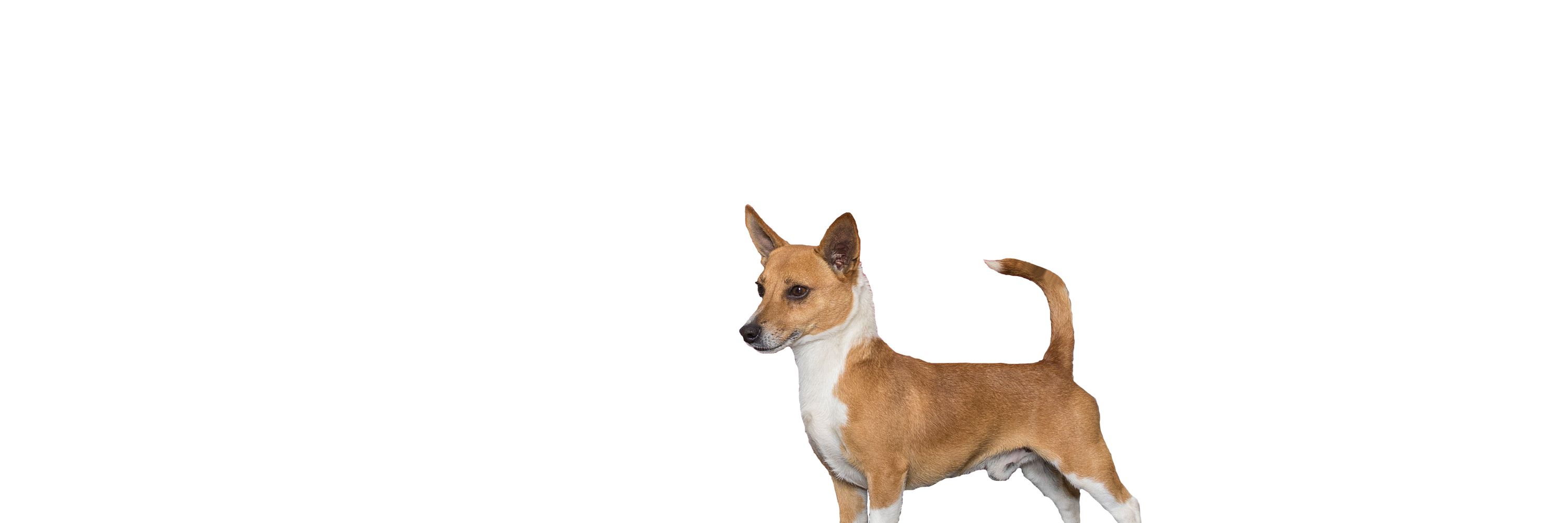 Portuguese Podengo Pequenos