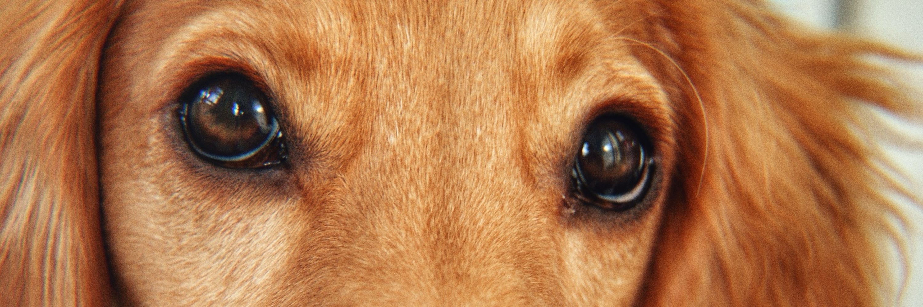 Bruno