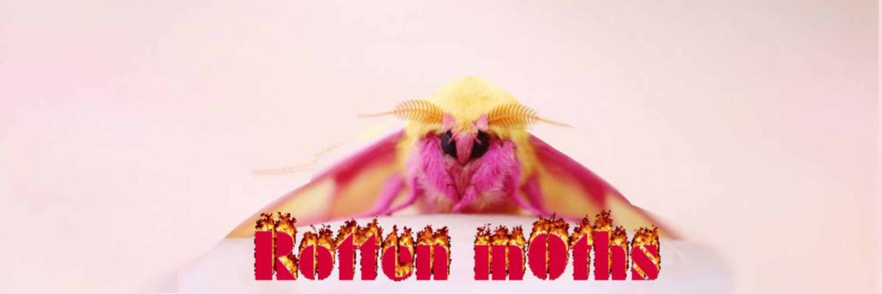 Moths 🐝⚡