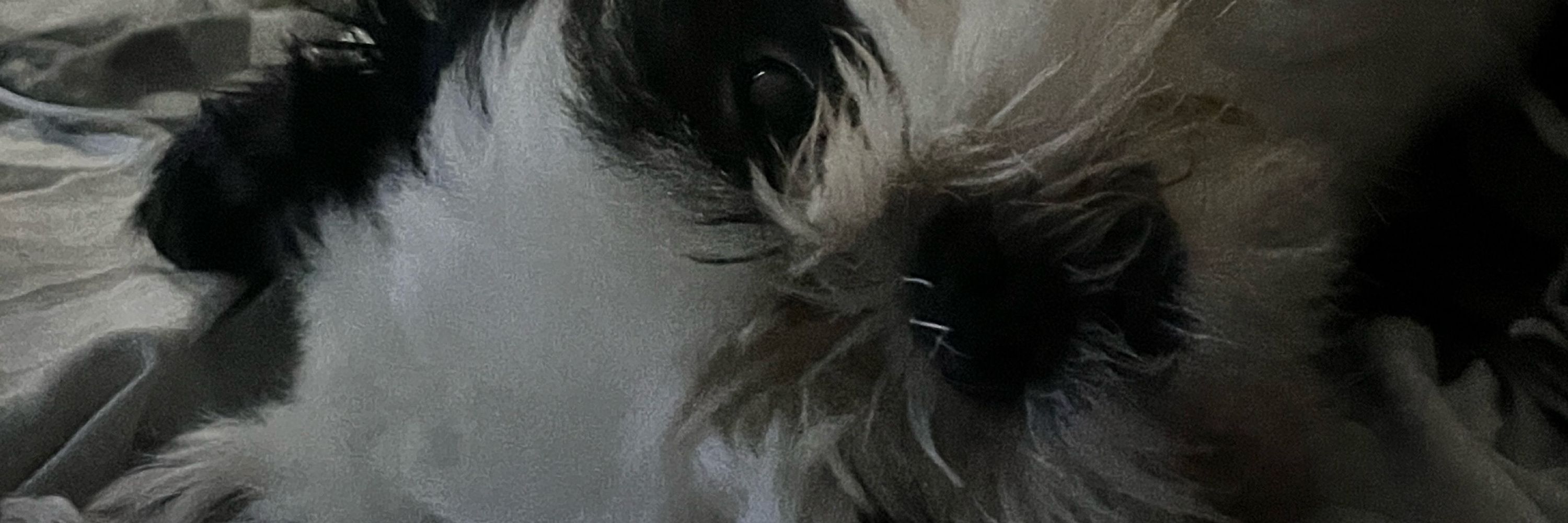 Belly 