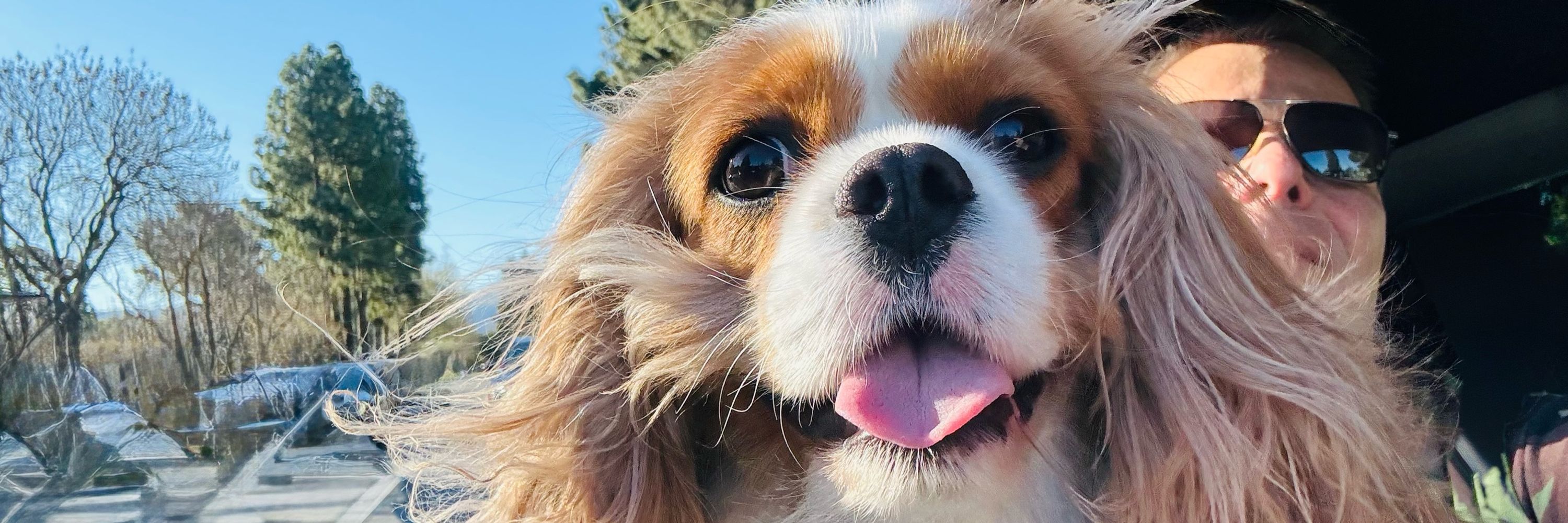 Lexi the Cavalier 🐶