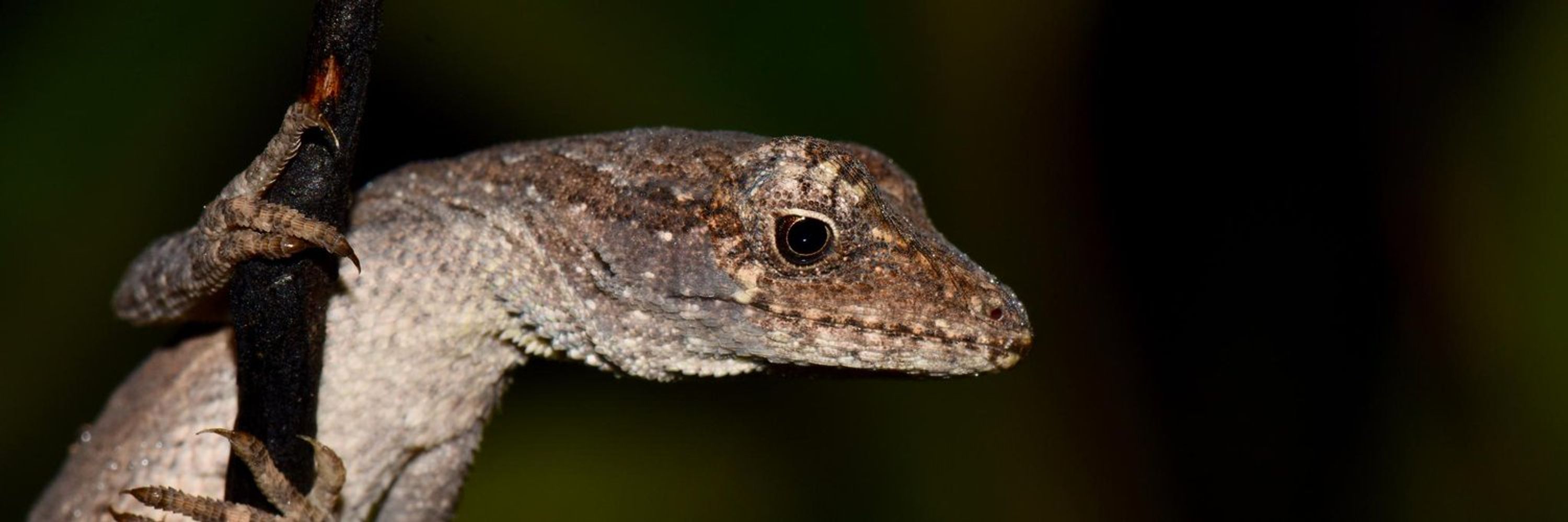 Laura Alencar 🇧🇷🐍🦎
