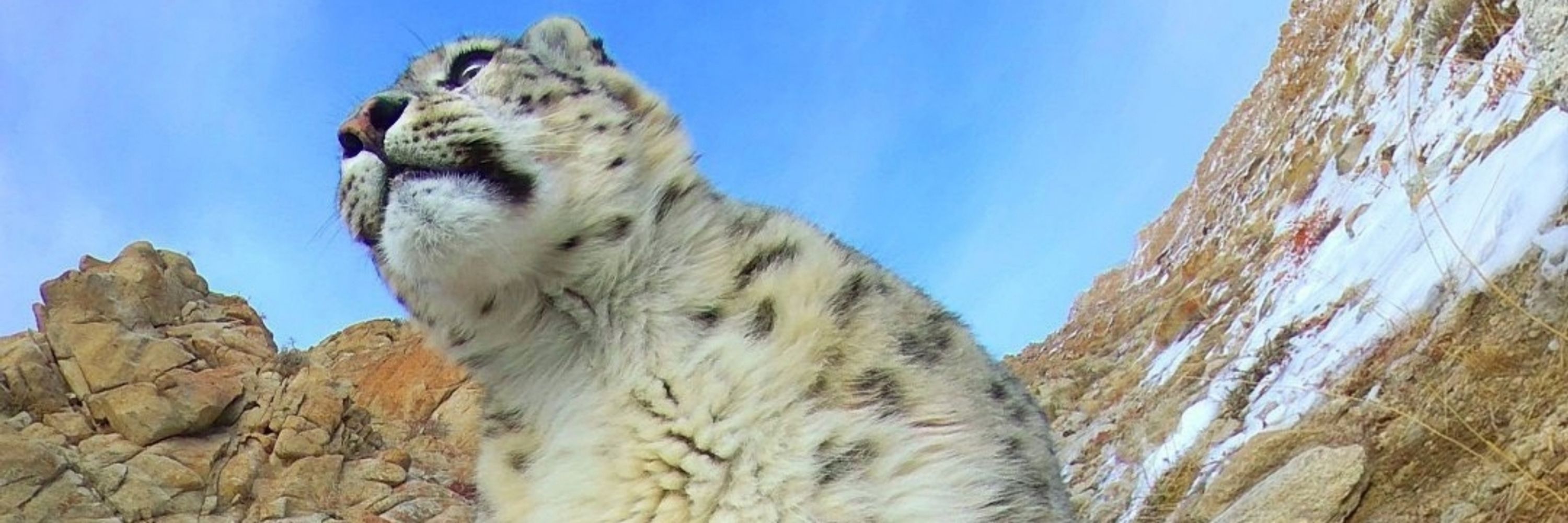 BigCatJake