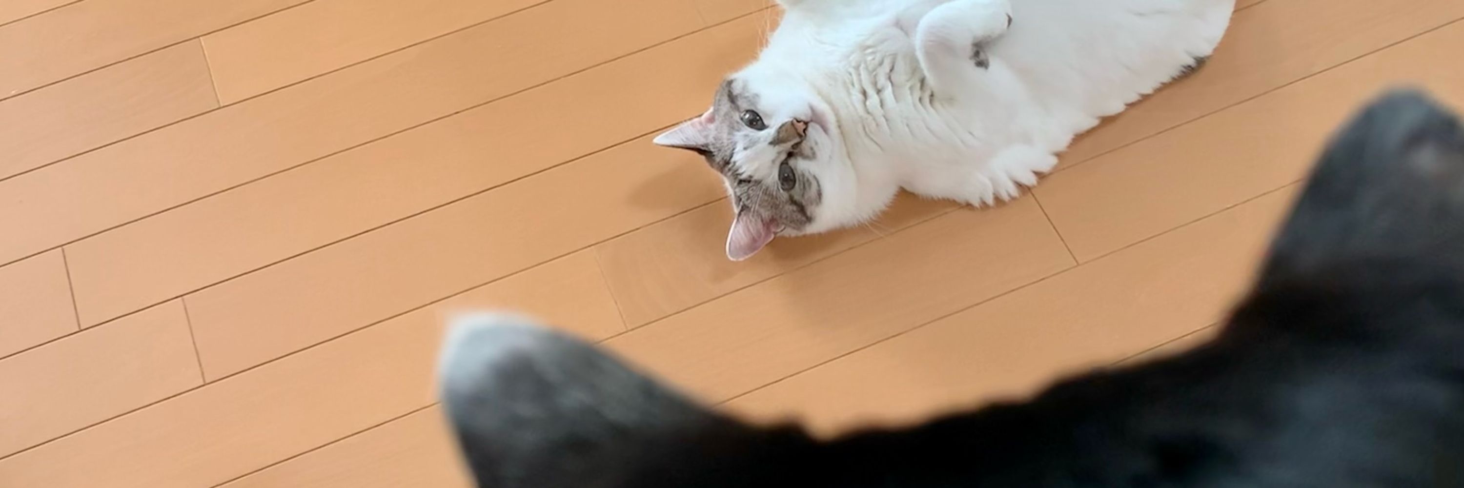 サトヲサチコ