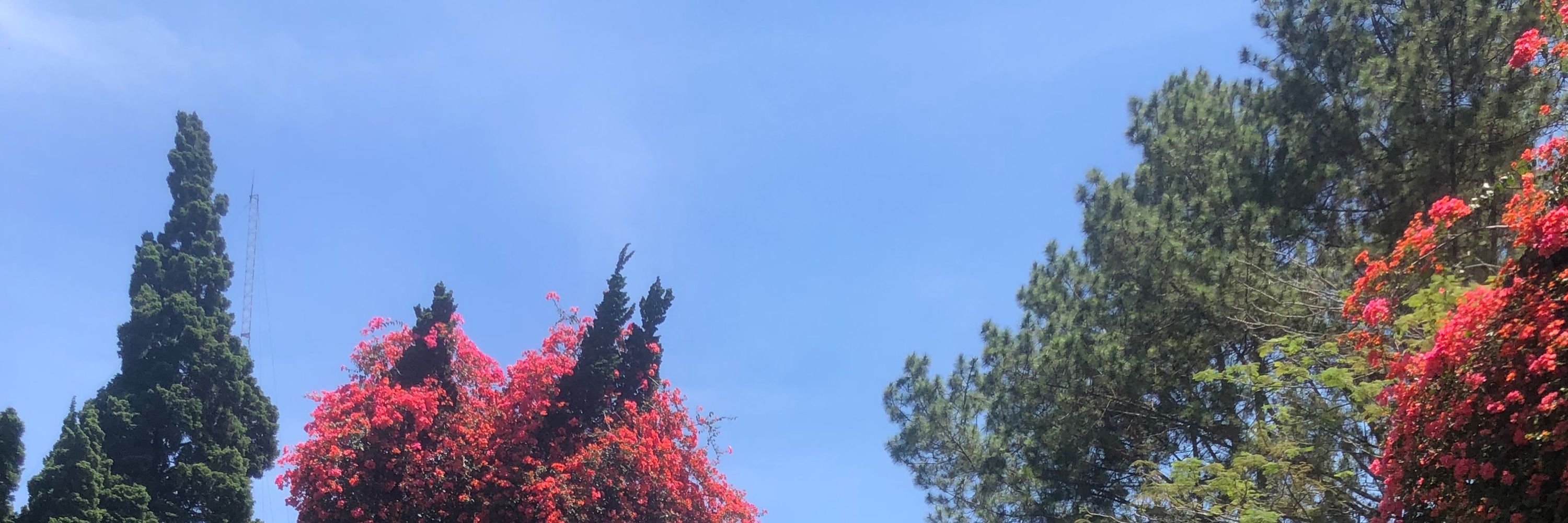 ef