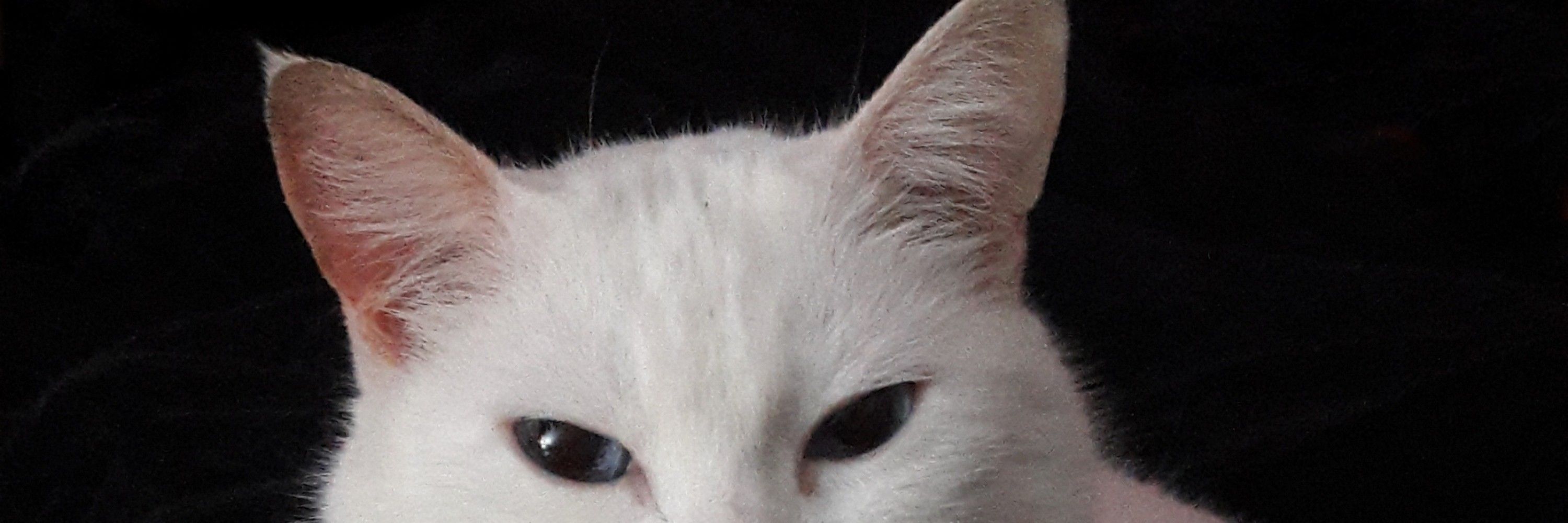 a kyllu