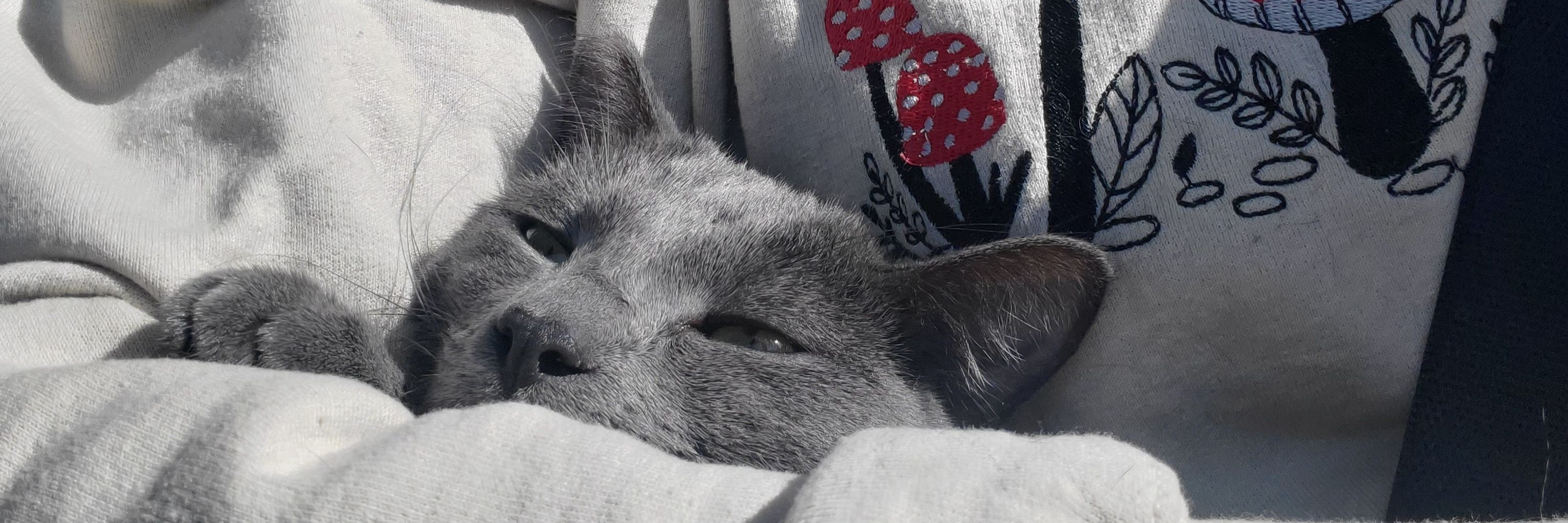 ♡ Izzy ♡ 