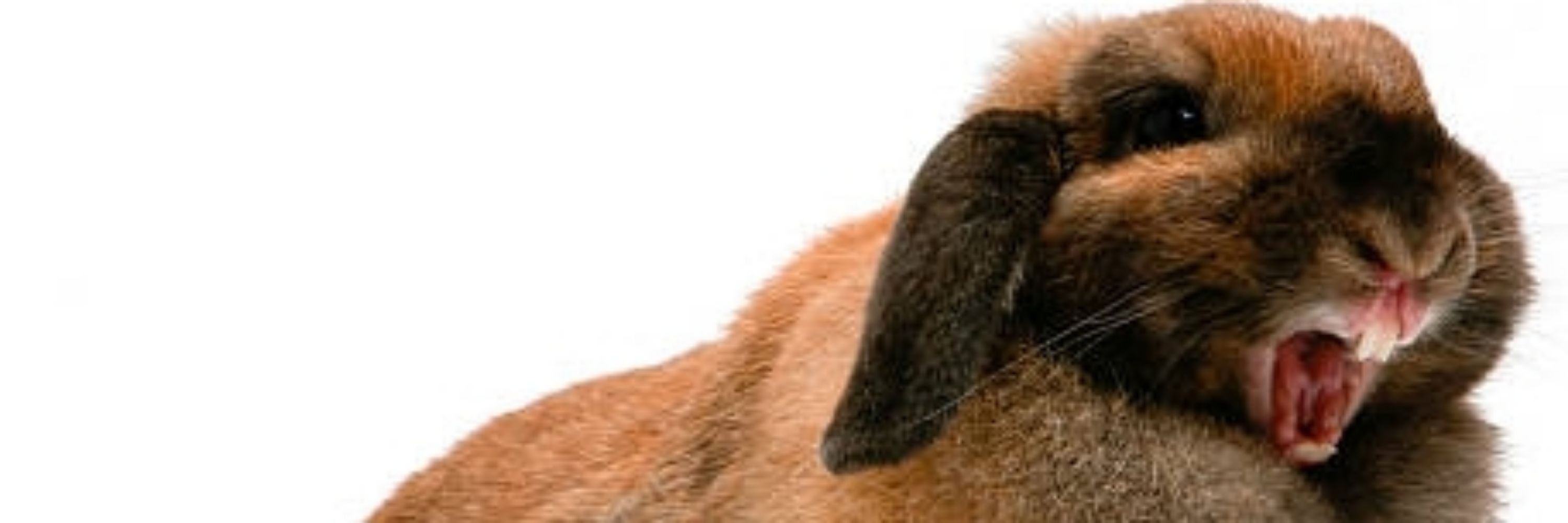Rabbit!