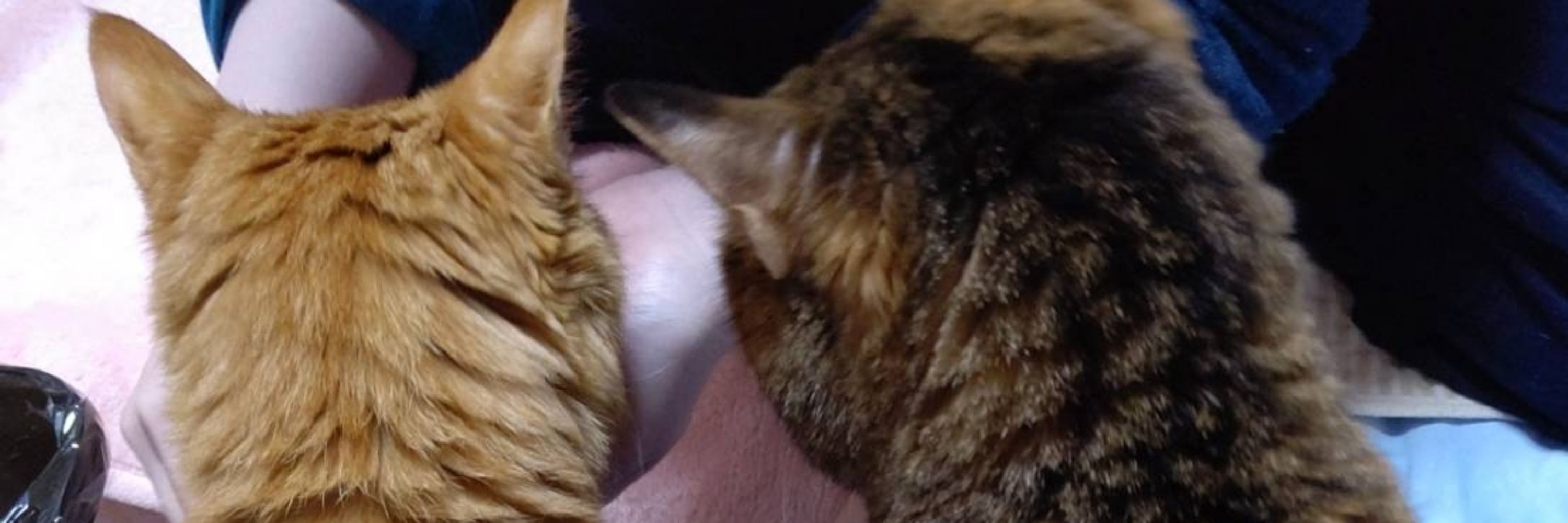 ガラねこ