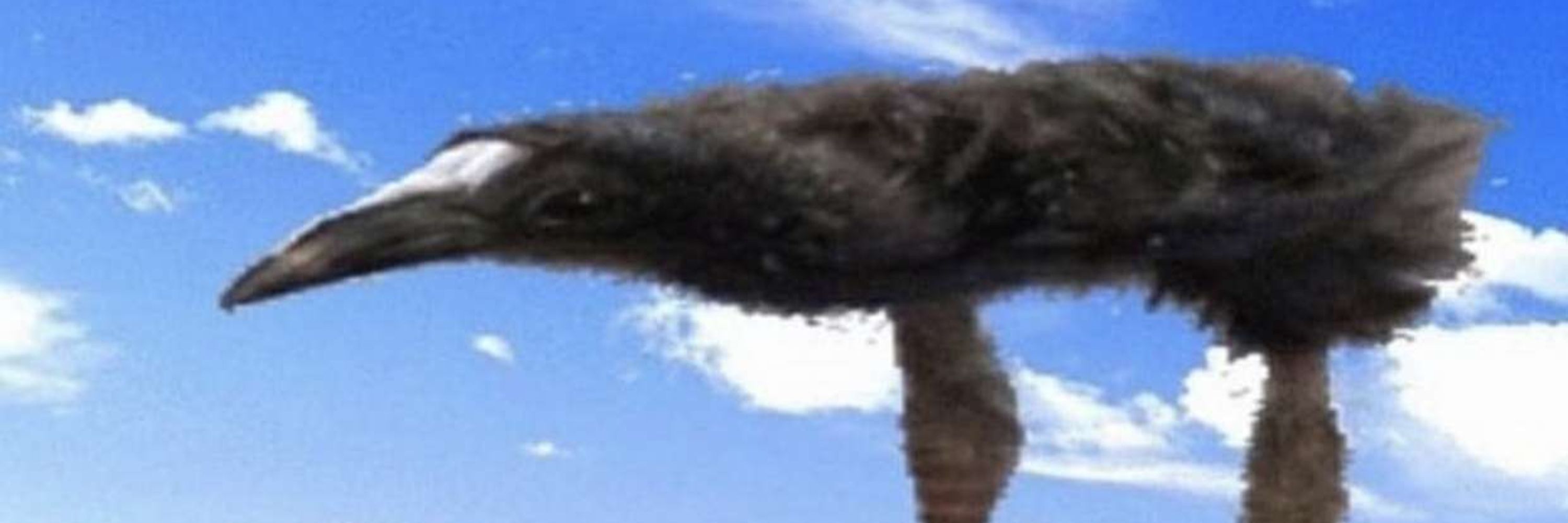 fart rodent