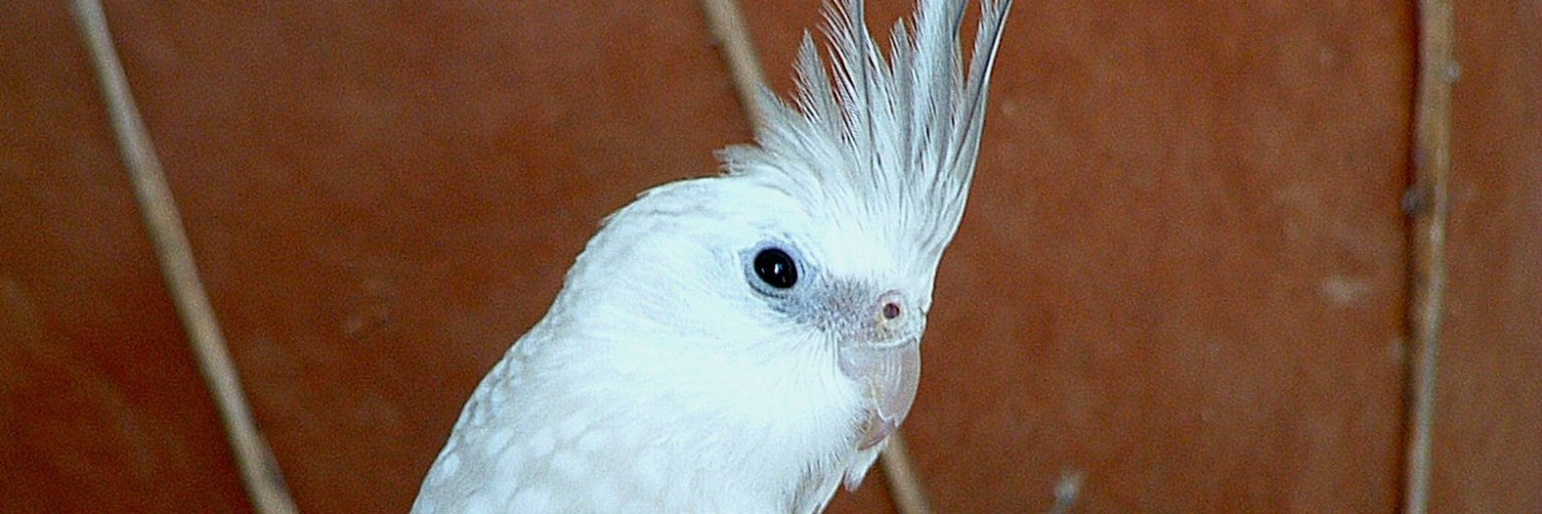 Tweeti