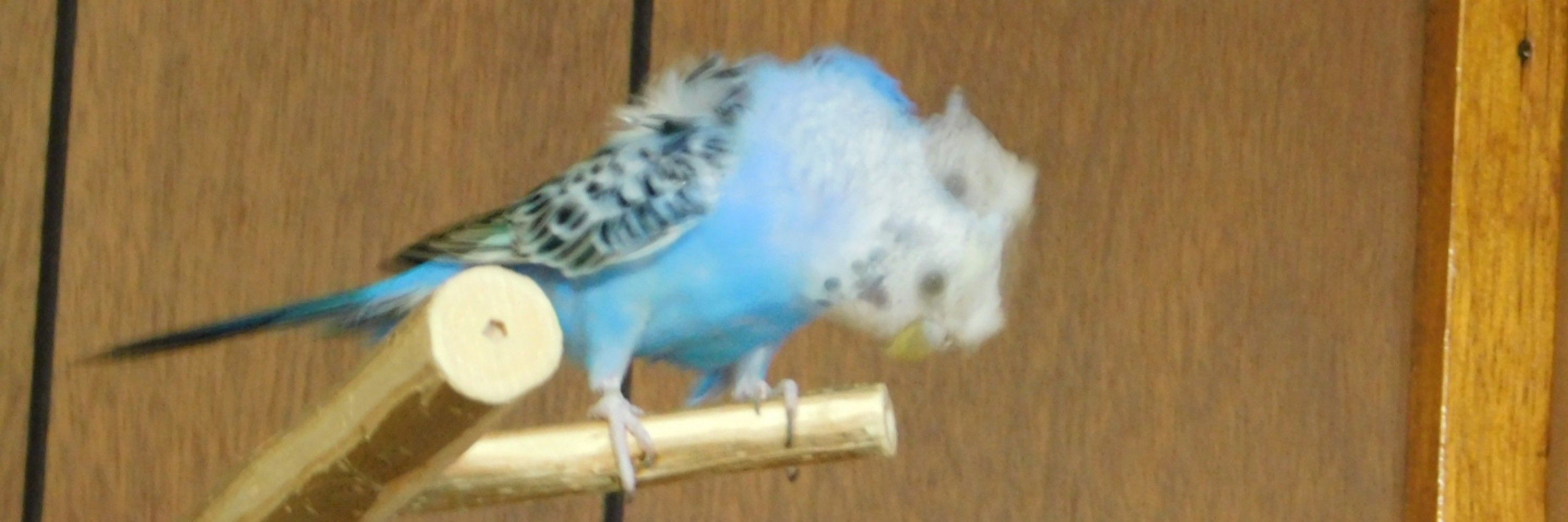 koma