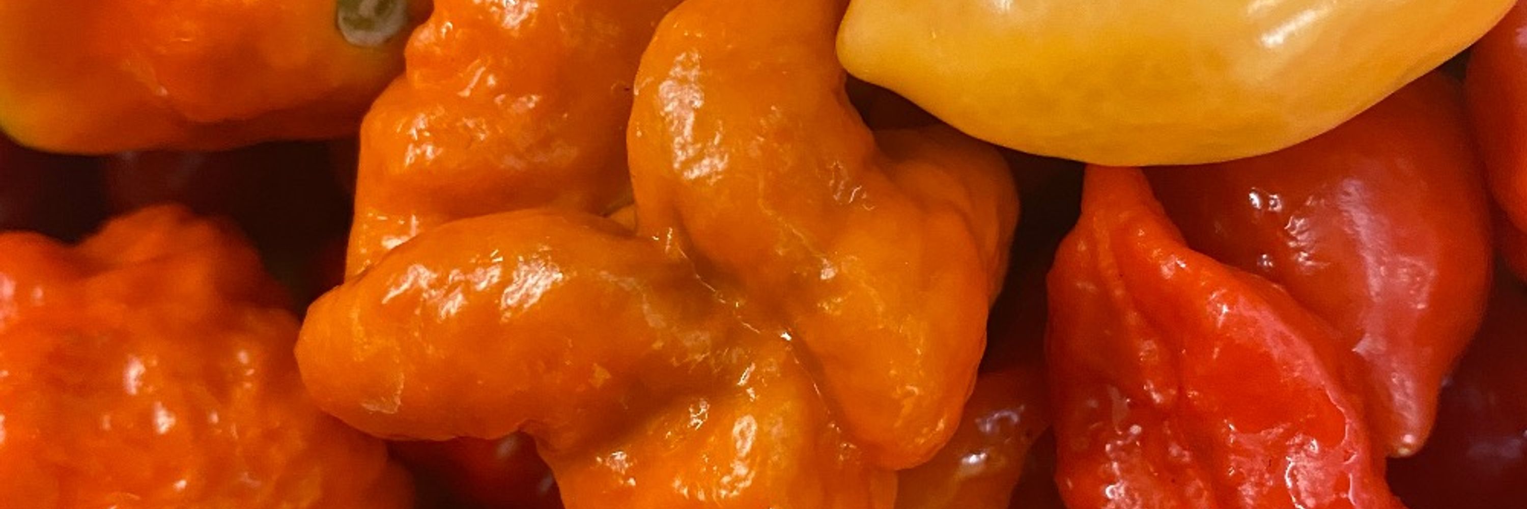 Greg's Famous Hot Sauce