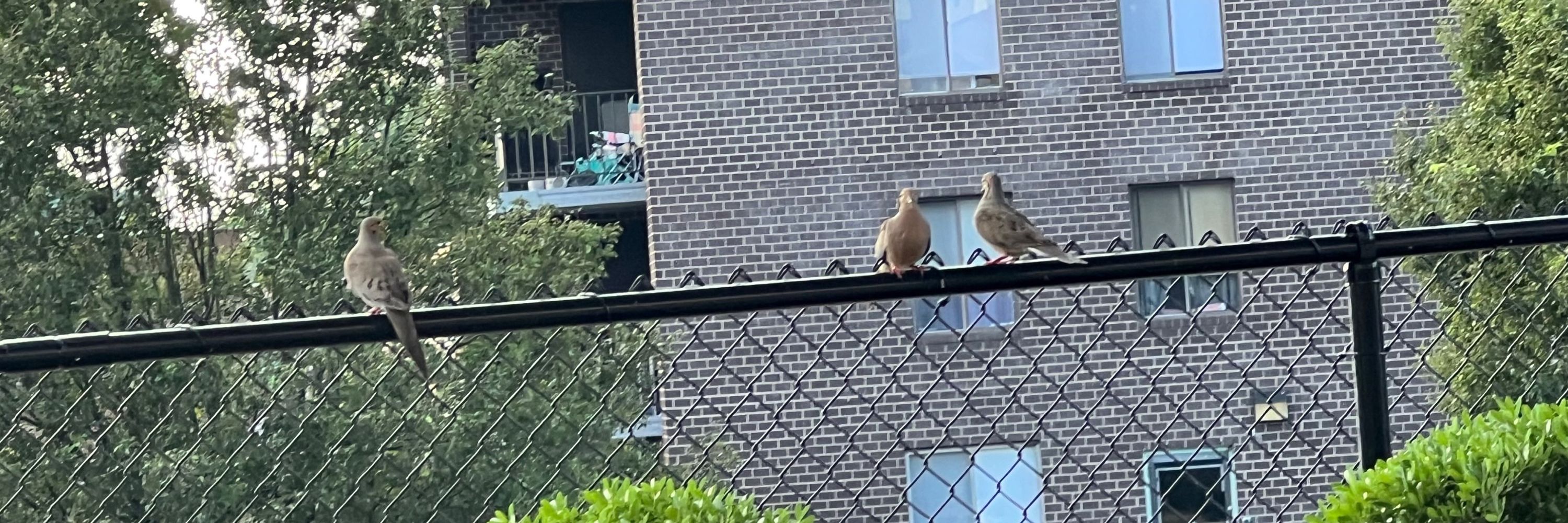 Ten Pigeons in a Hoodie
