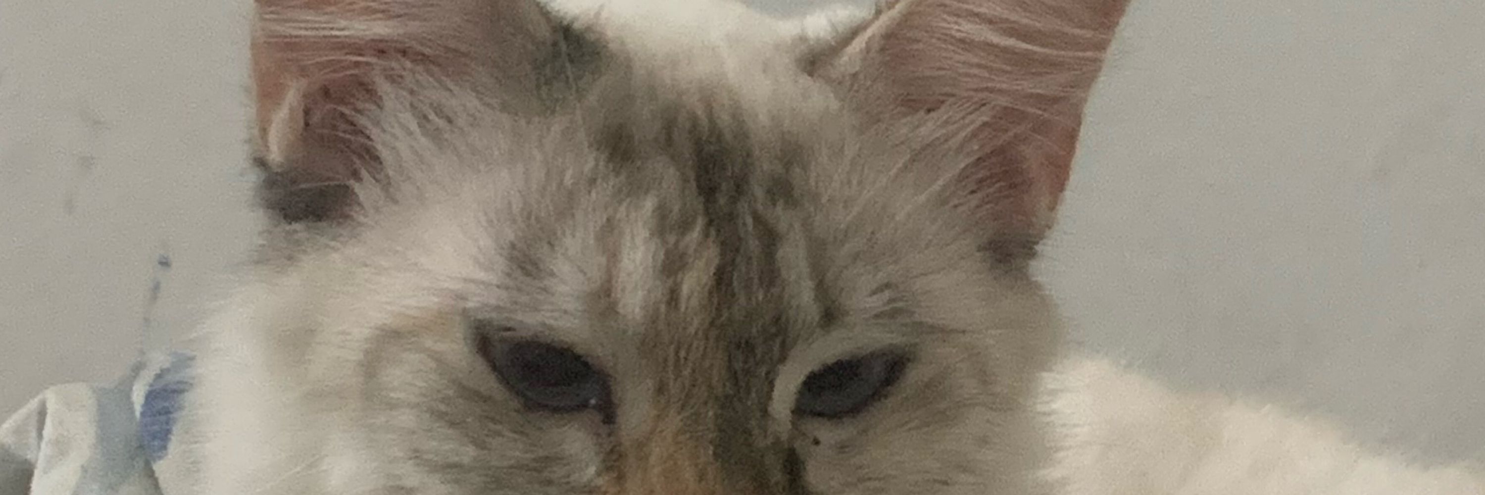 nanda