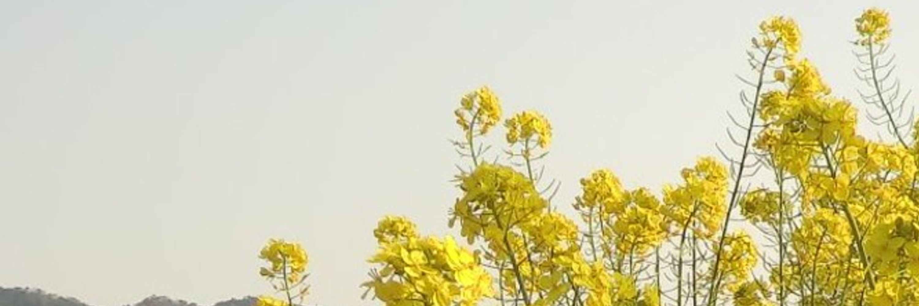 御茶ノ水 啓太郎（おちゃづけ）