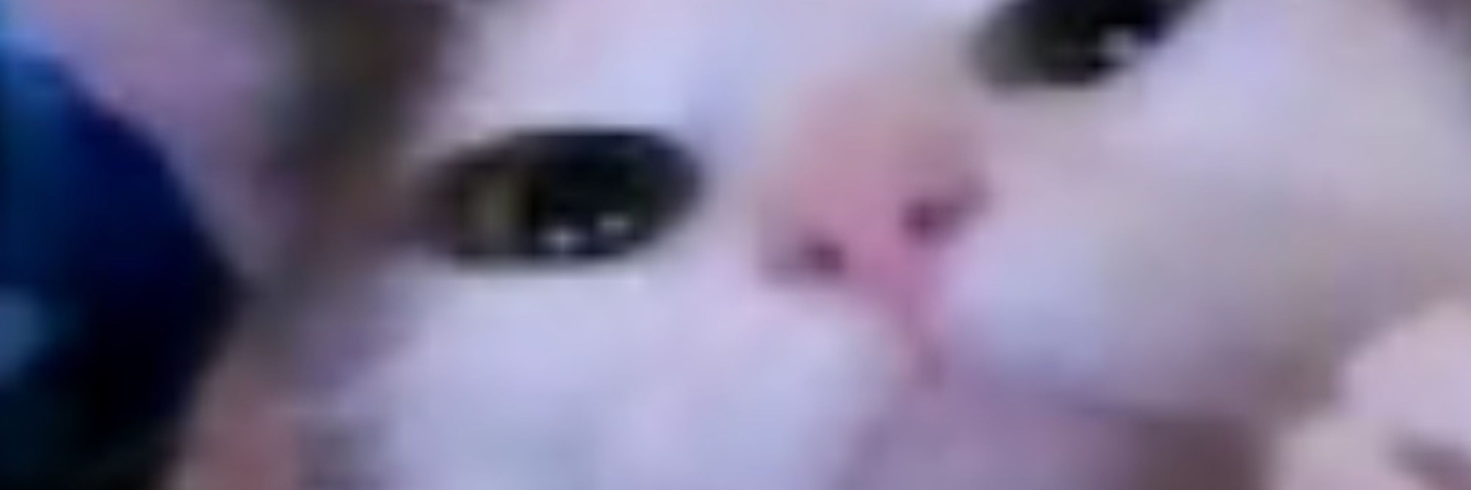 Kitti