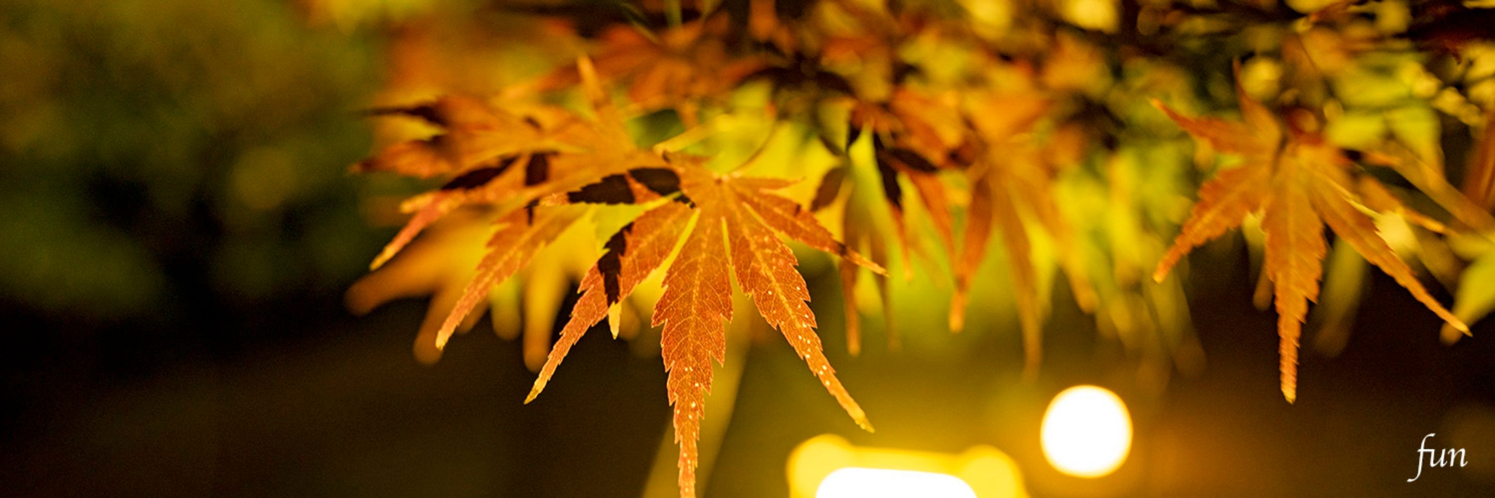紅葉殿下