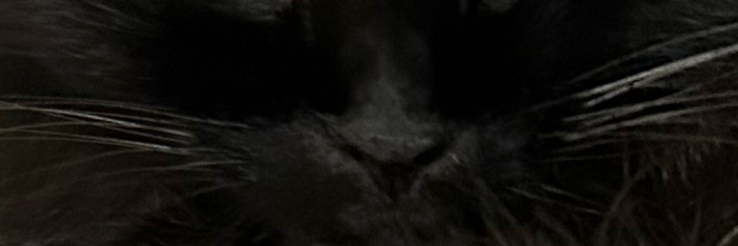 🌋クロロ✈️🐈‍⬛