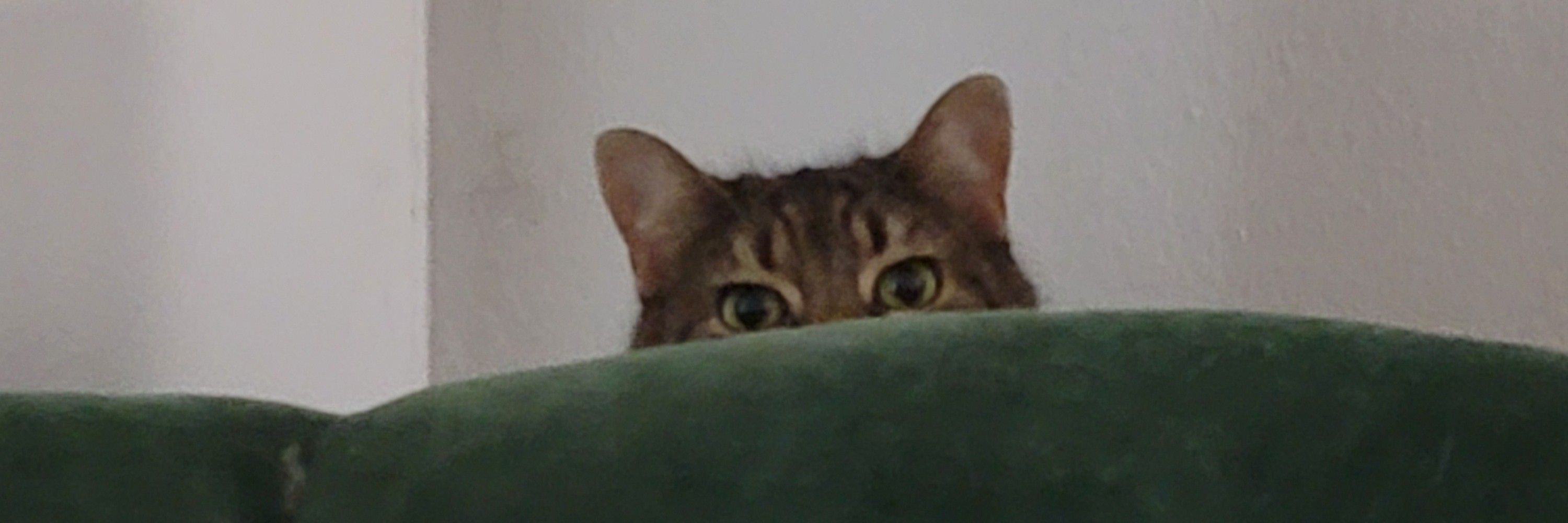 Jasper