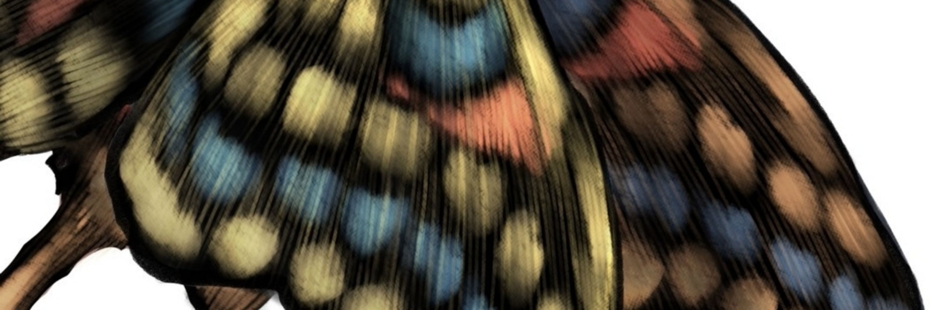 きど🦋