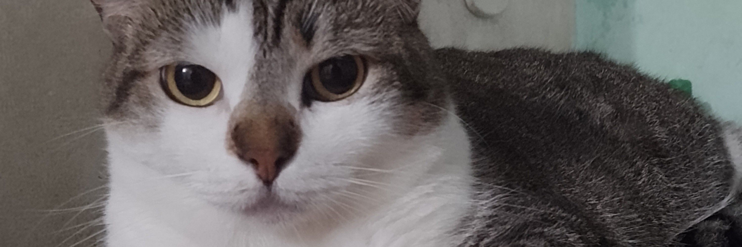 Lulu
