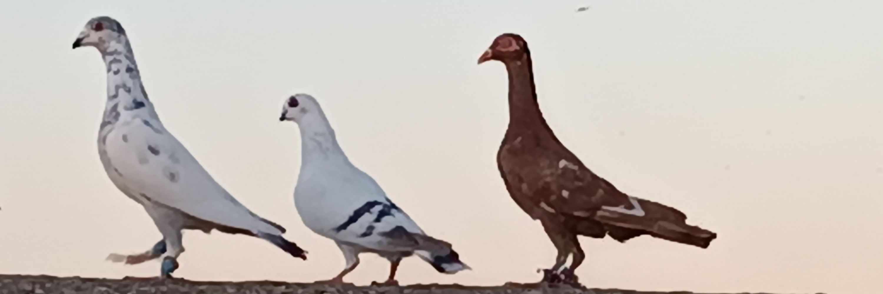 محمد برادعي