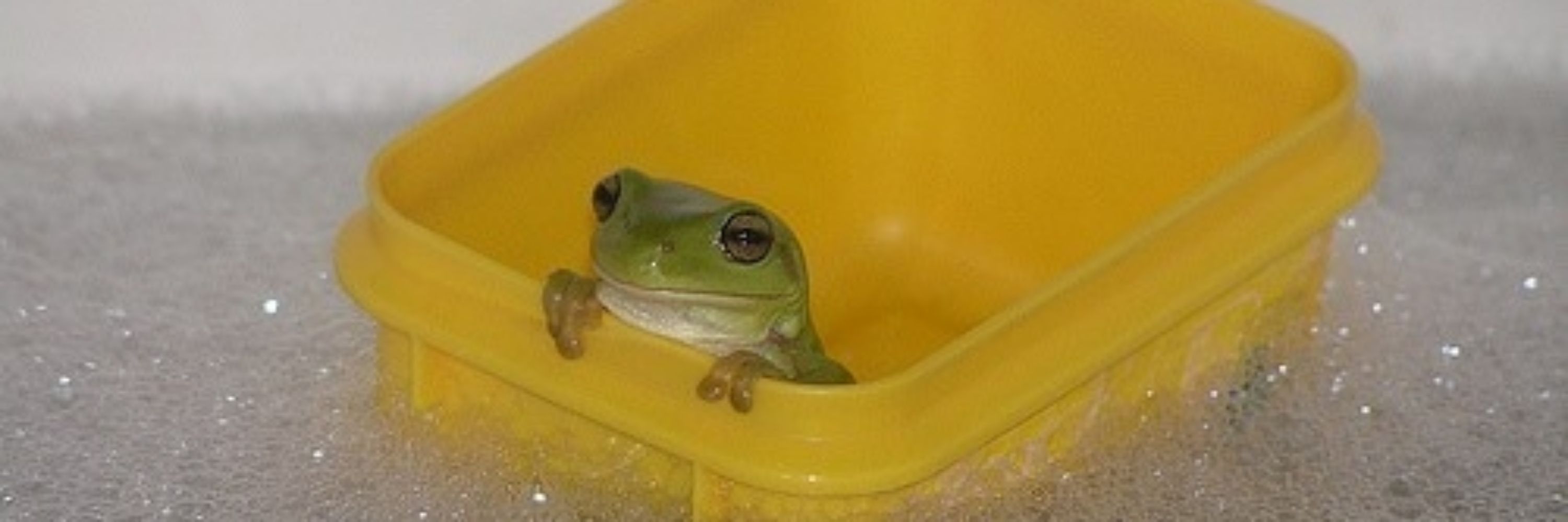 ihugfrogs