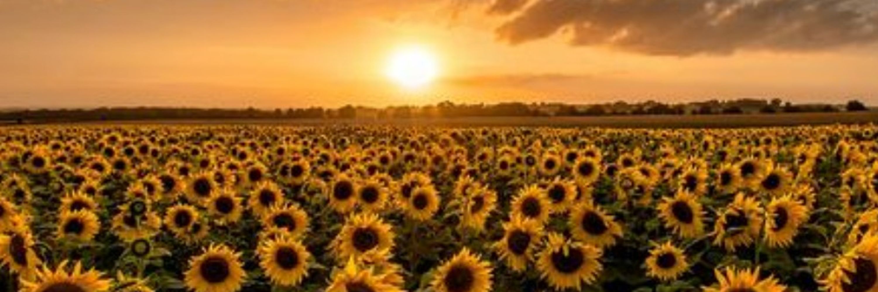 𝘈𝘯𝘢𝘣𝘦𝘭 / 𝘈𝘯𝘯𝘪𝘦 𝘚. 💛🌻