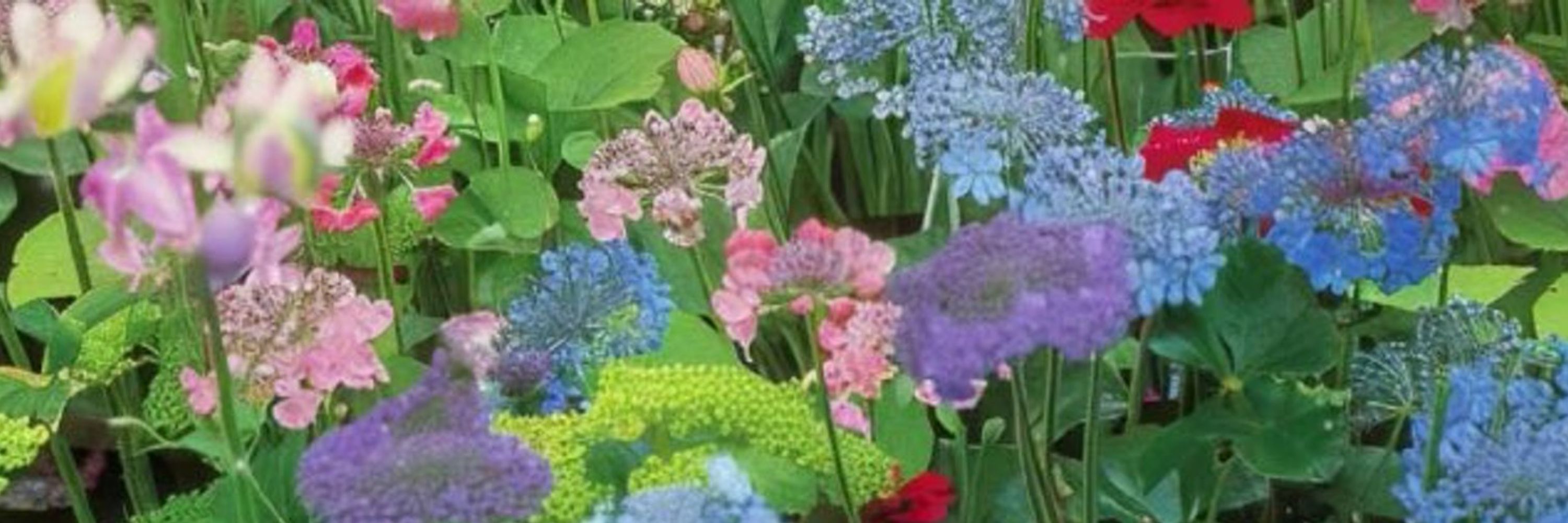 dew drop dreams 🌷💧