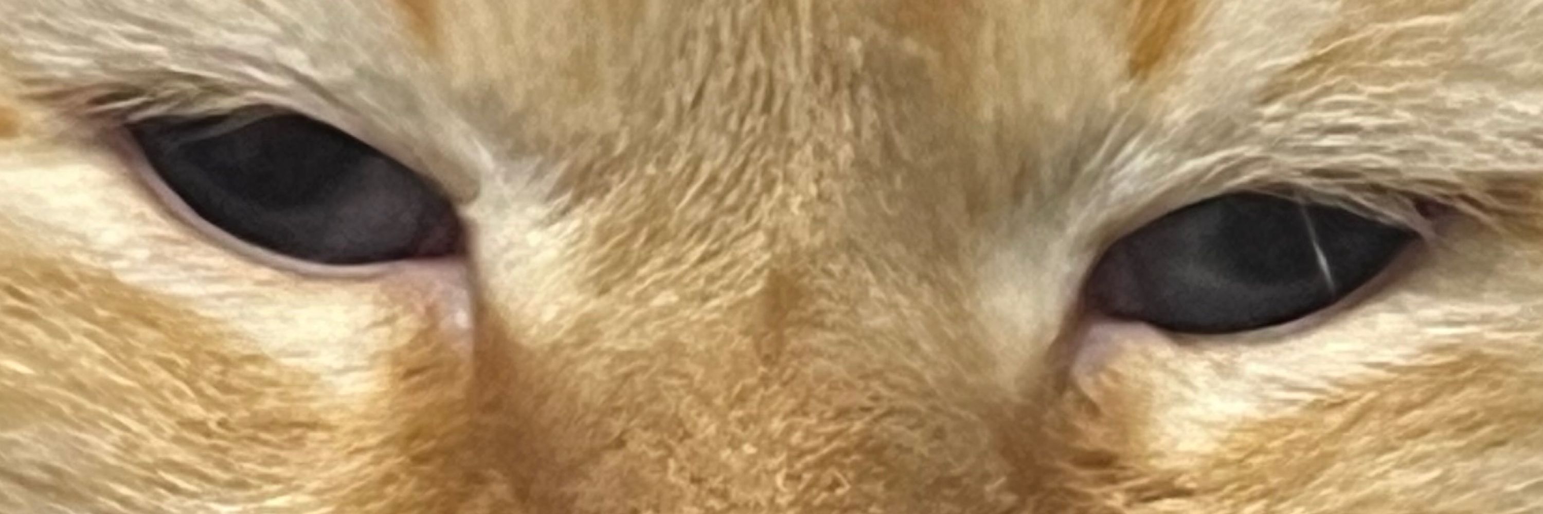 Linxray