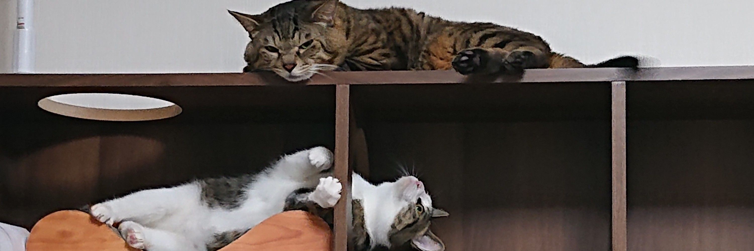 さむ