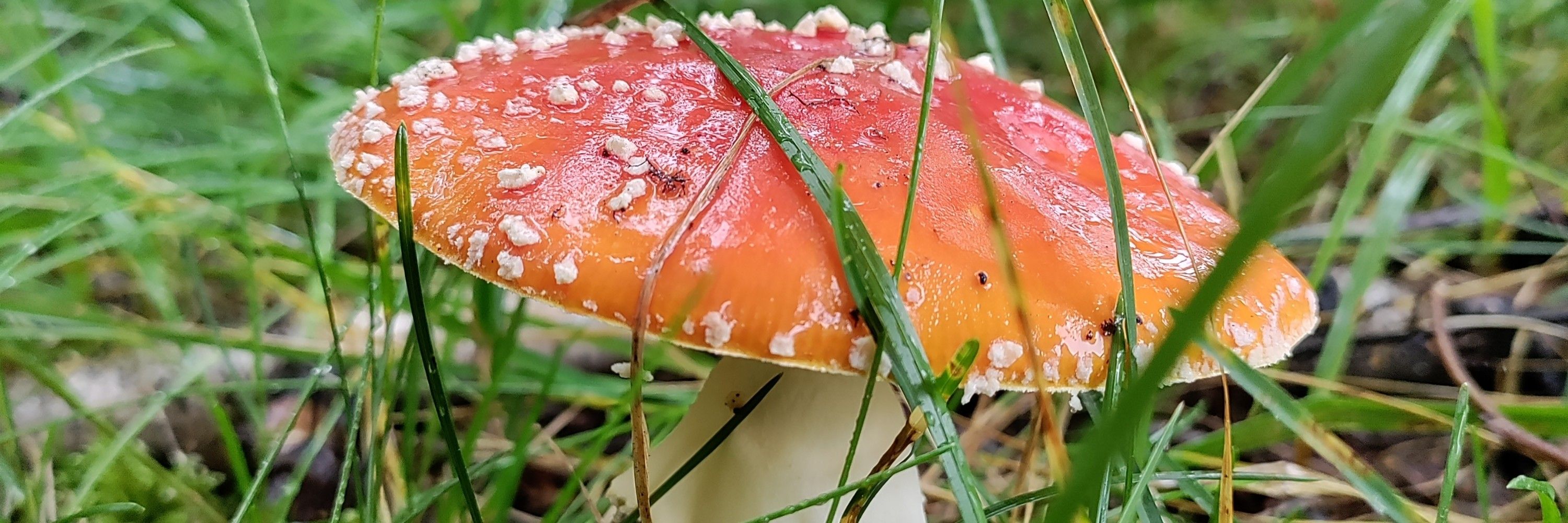 Kaarne