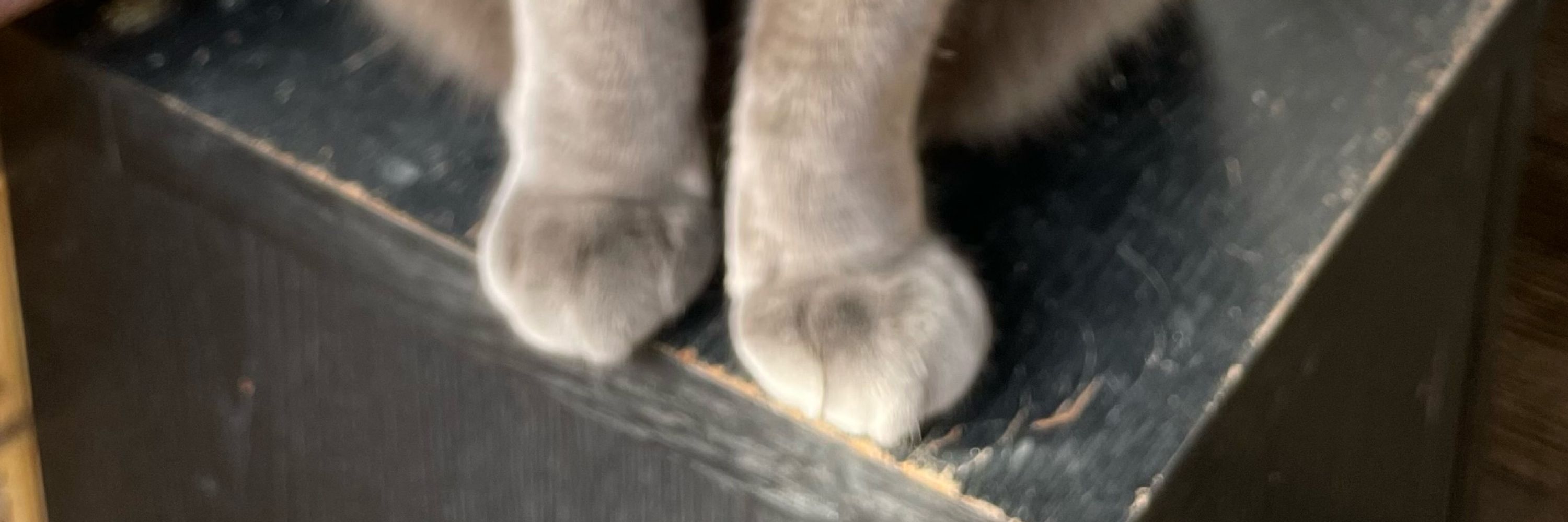 エミ