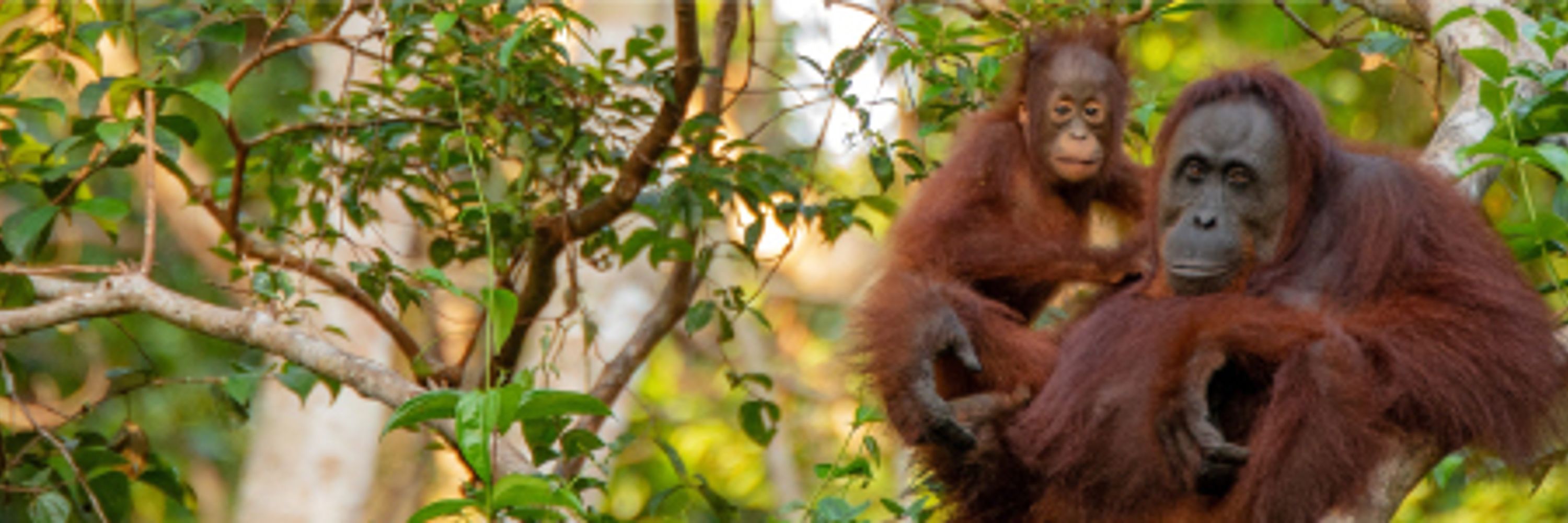OrangutanCaring