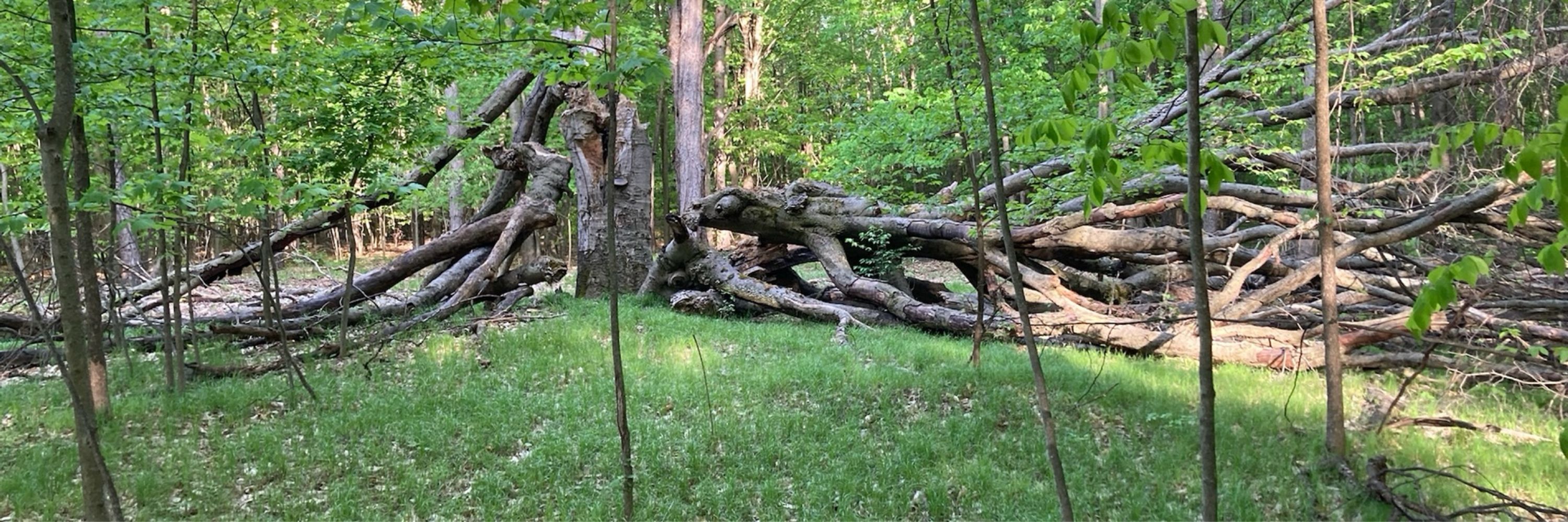 Fi of the Wyldfae wood