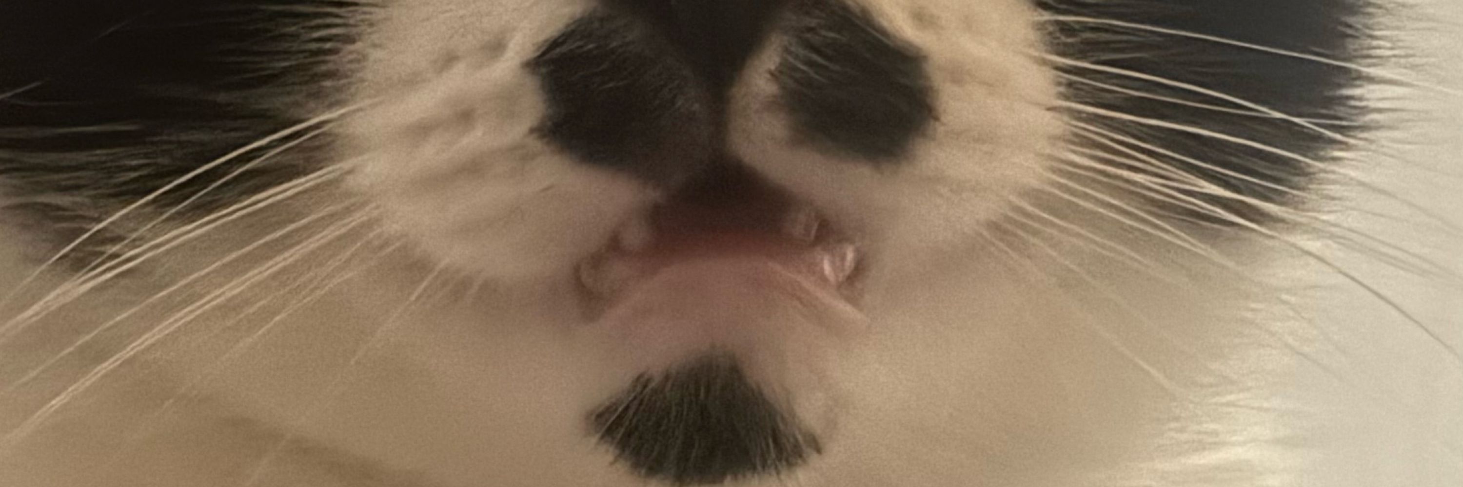 mia!