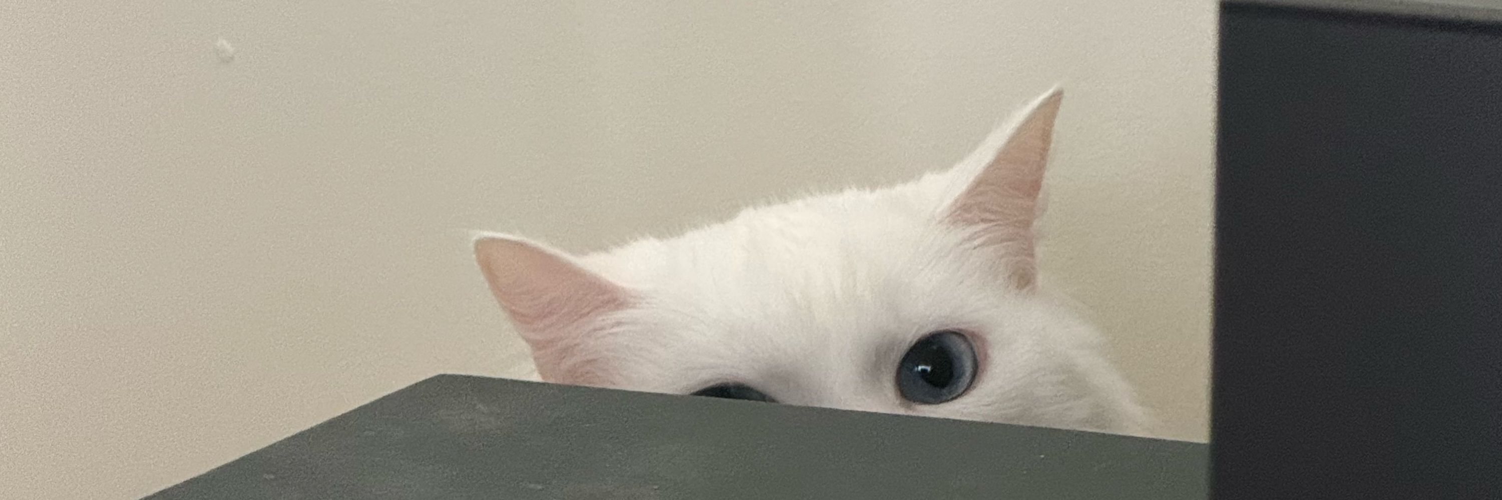 hoolahoopz