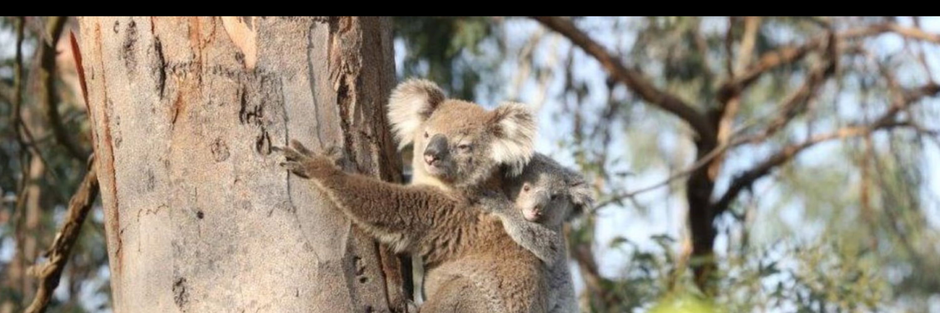 Save Sydneys Koalas ( SW) Inc