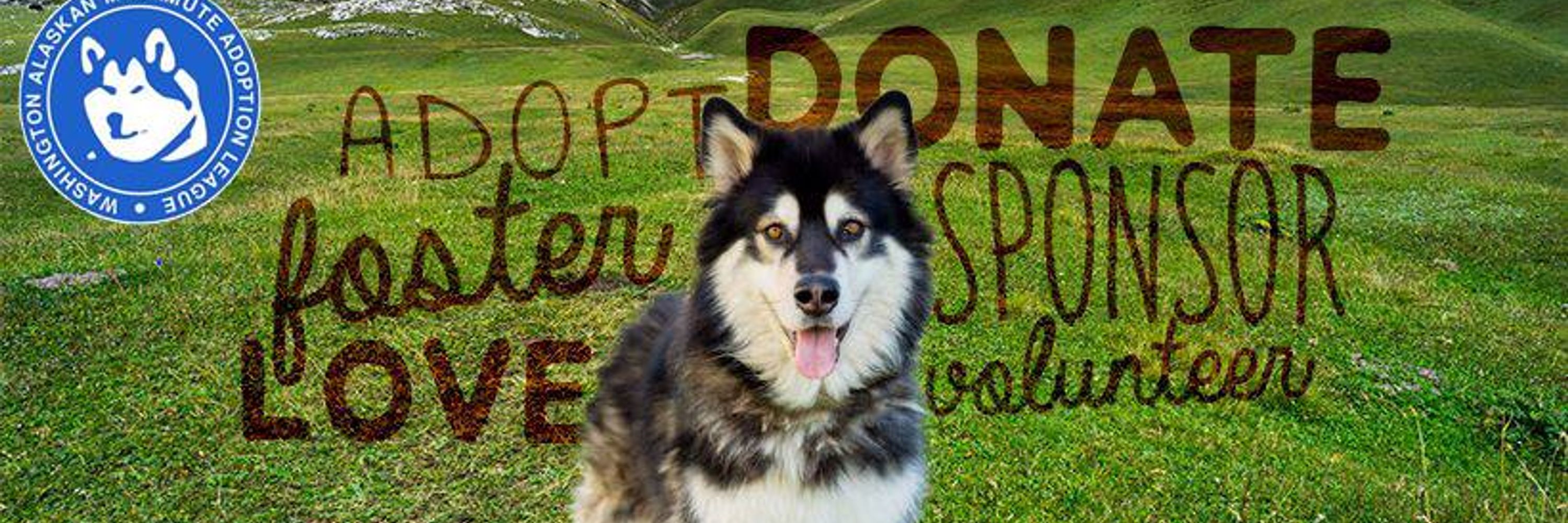 Washington Alaskan Malamute Adoption League (WAMAL)