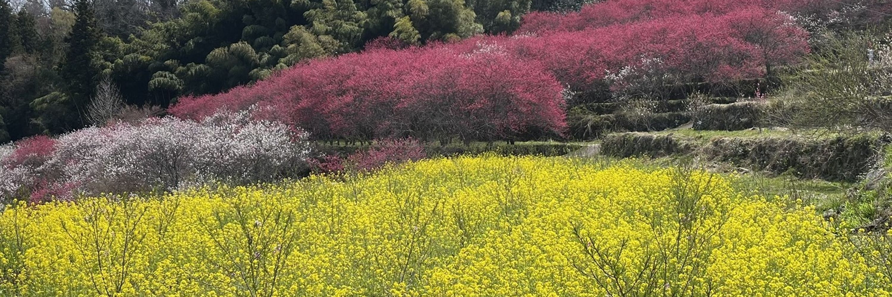日本共産党島根県西部地区委員会