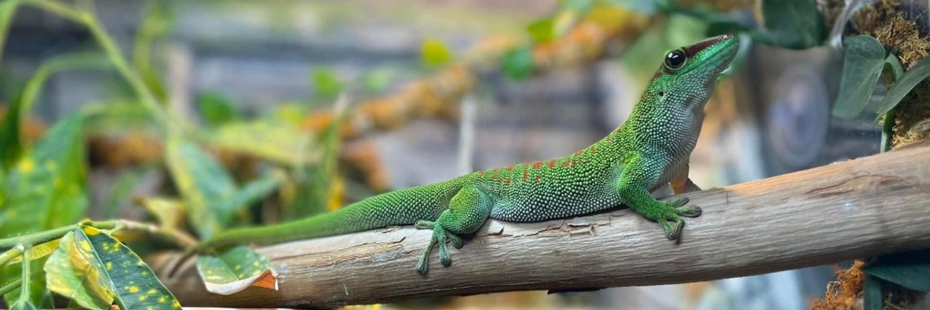 GeckoApproved