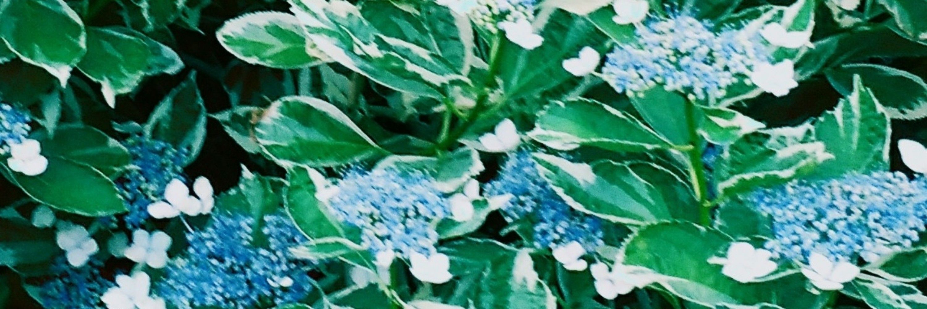 蝉山